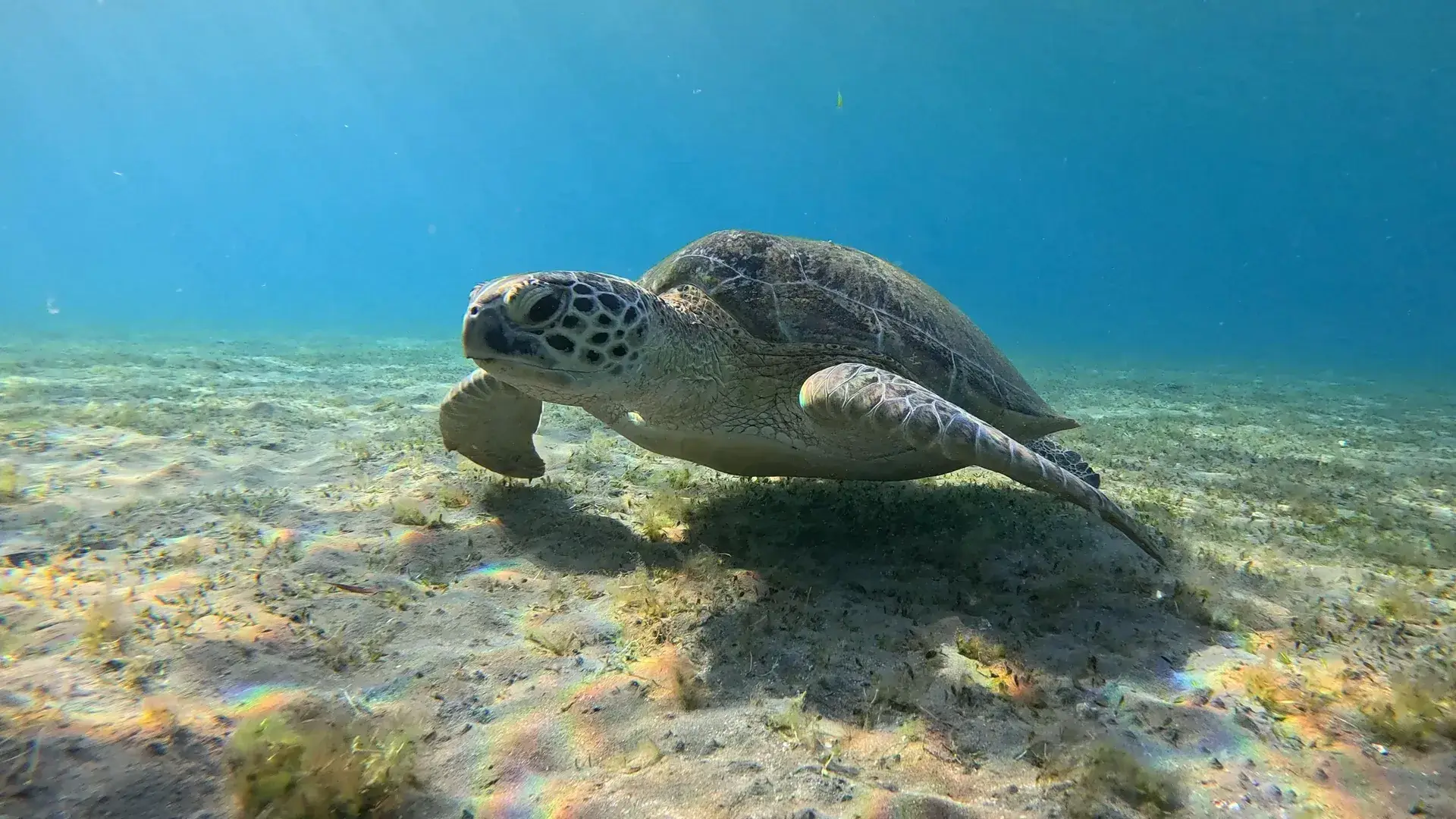 Meeresschildkröte im Roten Meer bei Hurghada
